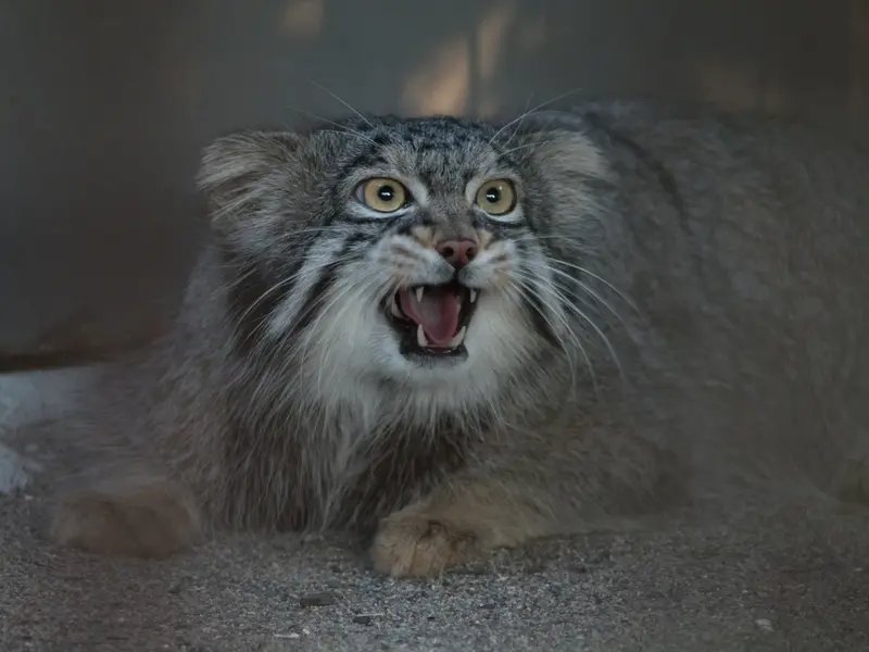 野毛山動物園のフィーガの写真