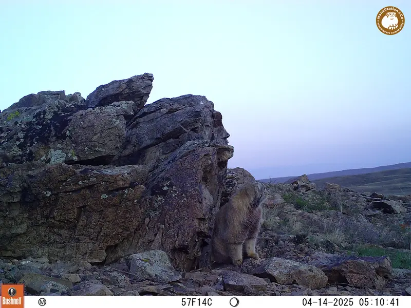 カラショキー［新］カメラトラップで撮影したOtocolobus manul manulの写真