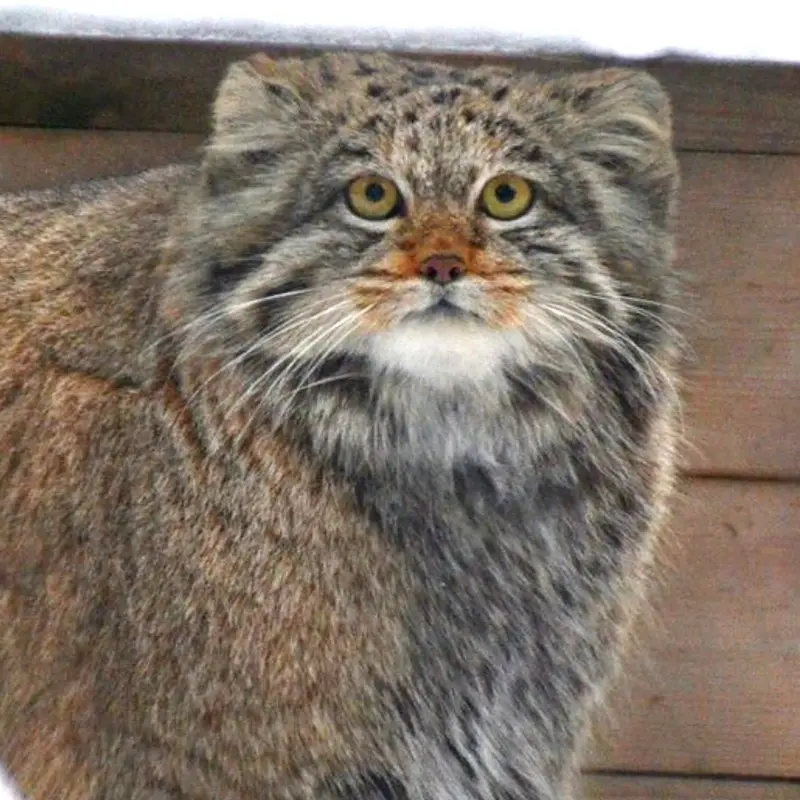 ノヴォシビルスク動物園のミアの写真