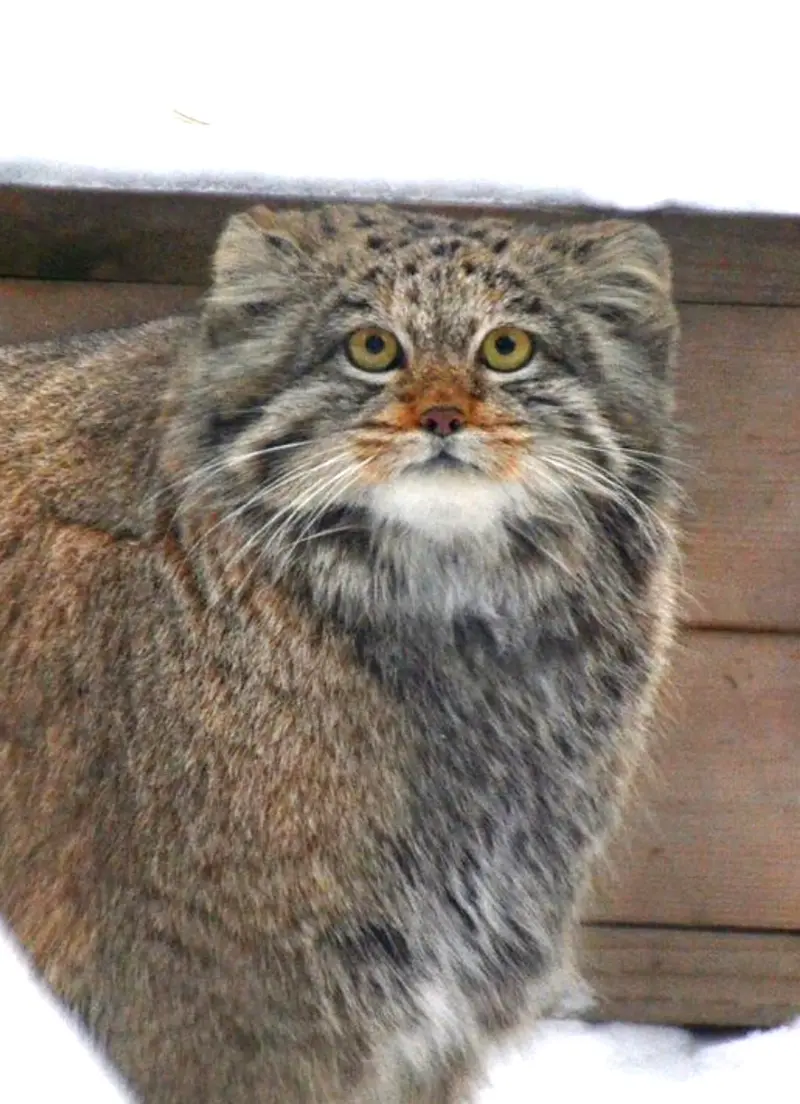 ノヴォシビルスク動物園のミアの写真