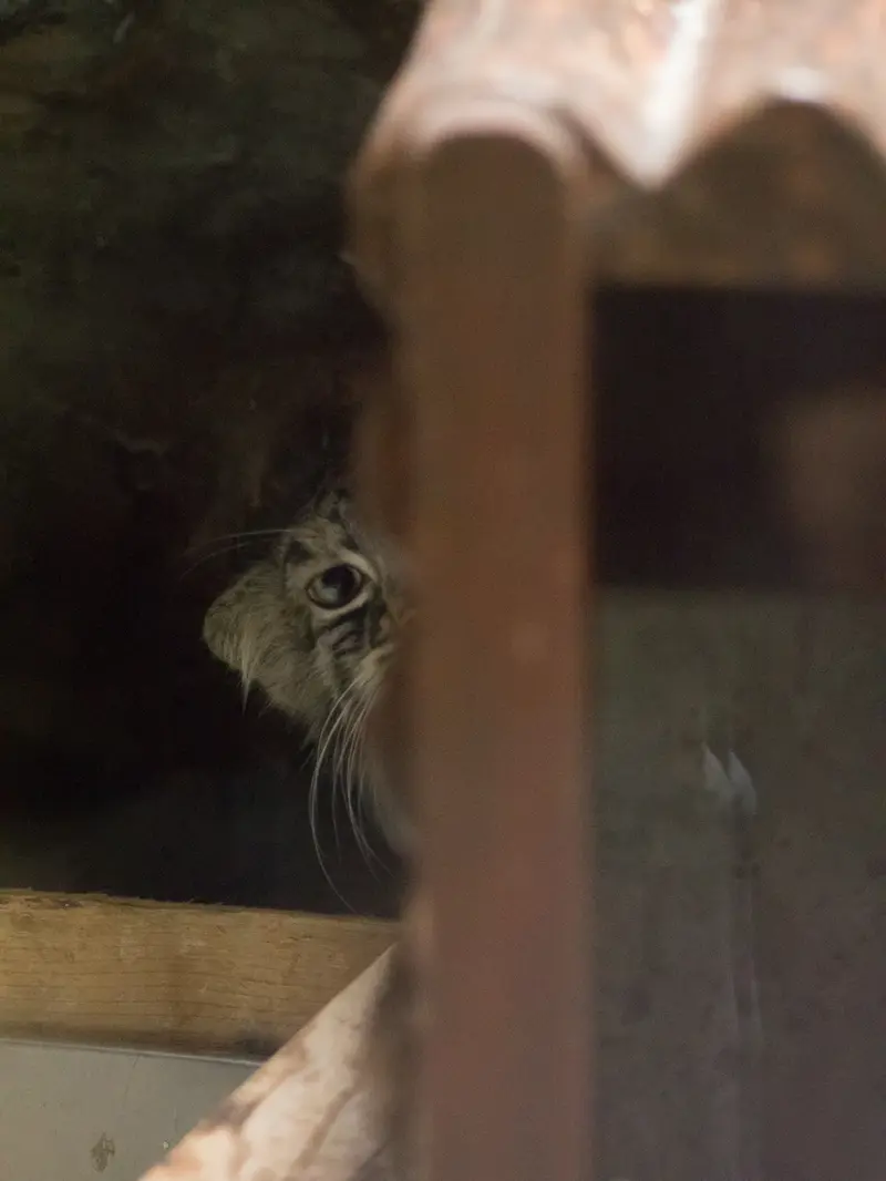 恩賜上野動物園のサフランの写真