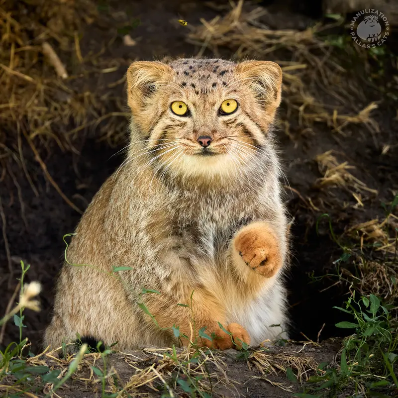 エレバン動物園のマノの写真