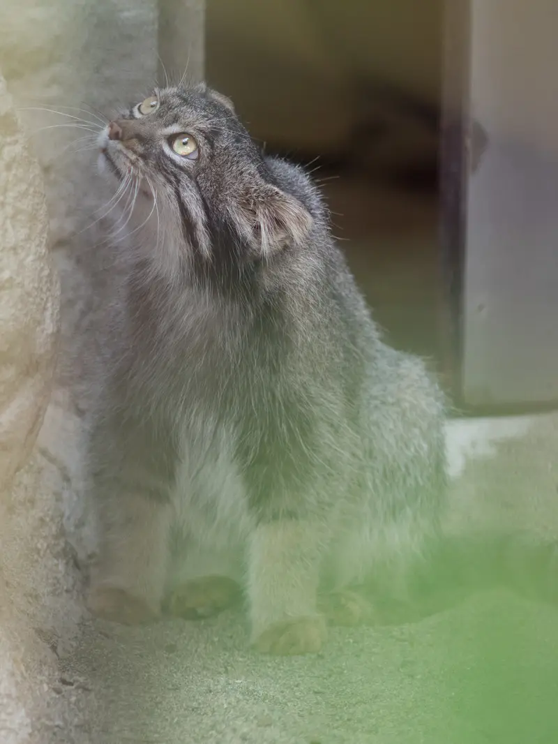 野毛山動物園のフィーガの写真