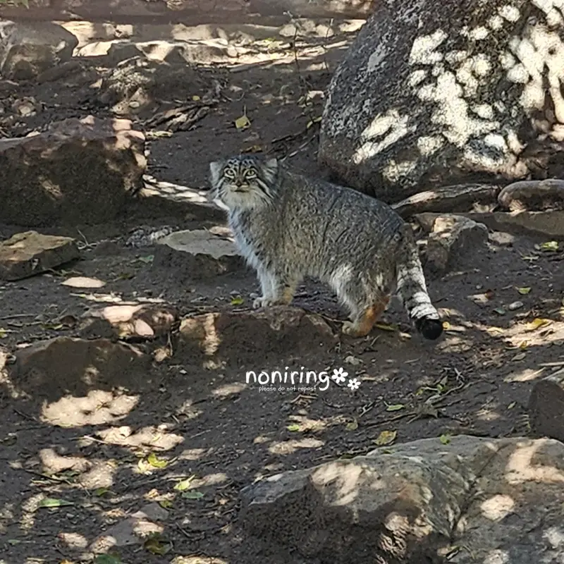 プエブロ動物園のオリーブの写真