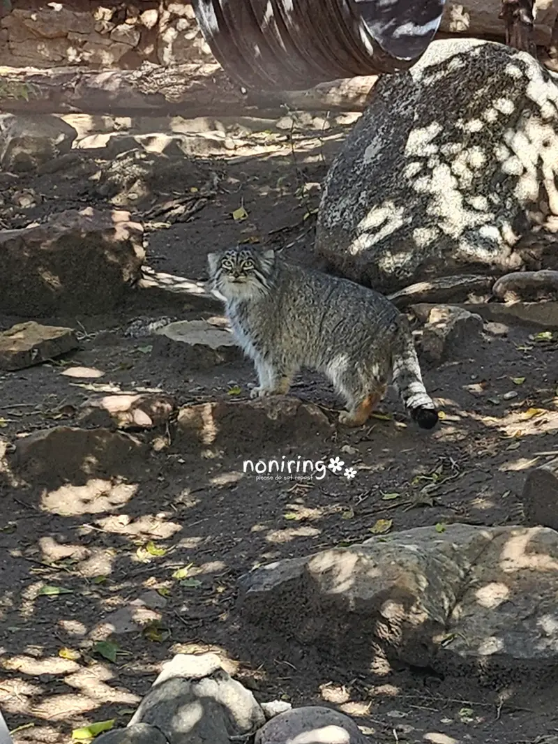 プエブロ動物園のオリーブの写真