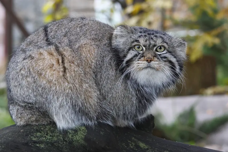 モスクワ動物園のティモフェイの写真