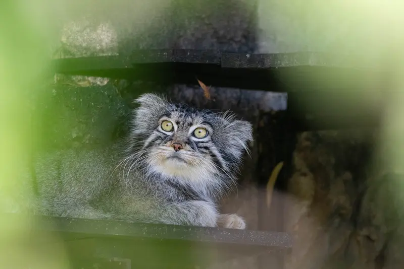 モスクワ動物園のティモフェイの写真