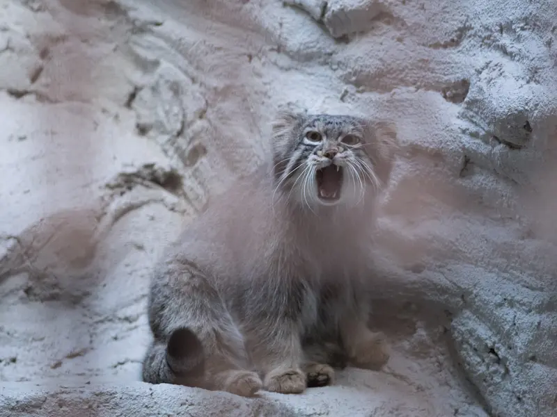 野毛山動物園のフィーガの写真