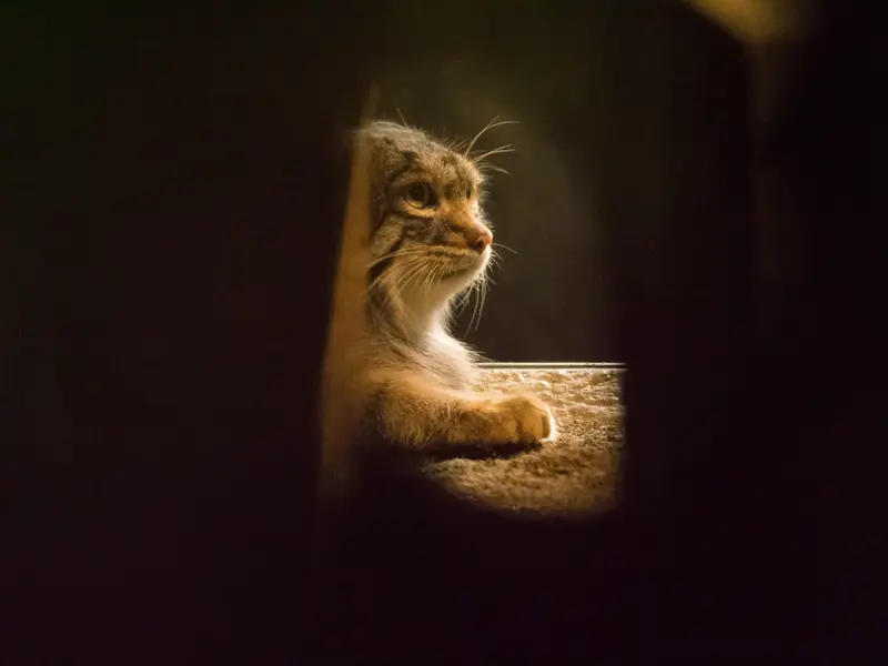 野毛山動物園のフィーガの写真