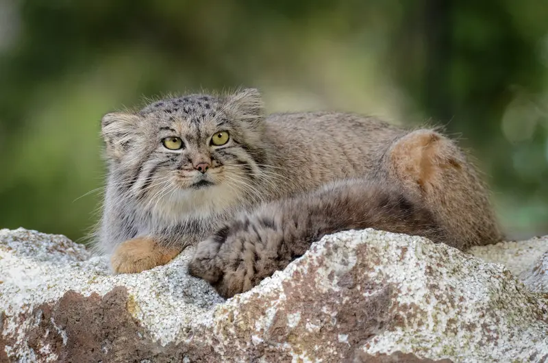 パルケン動物園のアグネタの写真