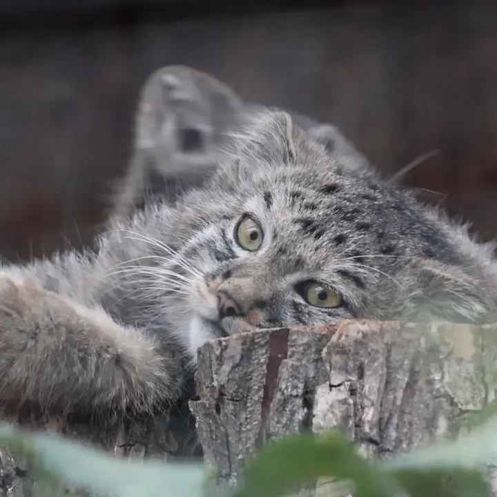レニングラード動物園のマヌルネコの写真