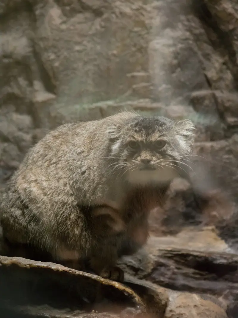 恩賜上野動物園のプリームラの写真