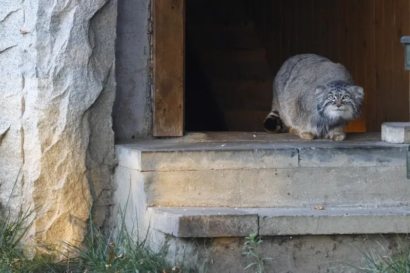 モスクワ動物園のティモフェイの写真