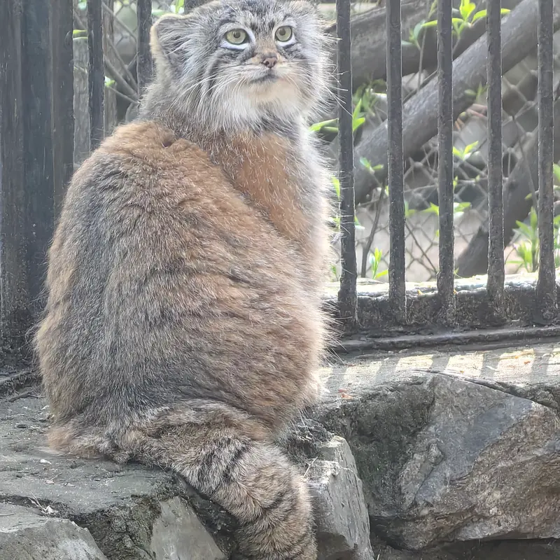 ノヴォシビルスク動物園のアーニャの写真