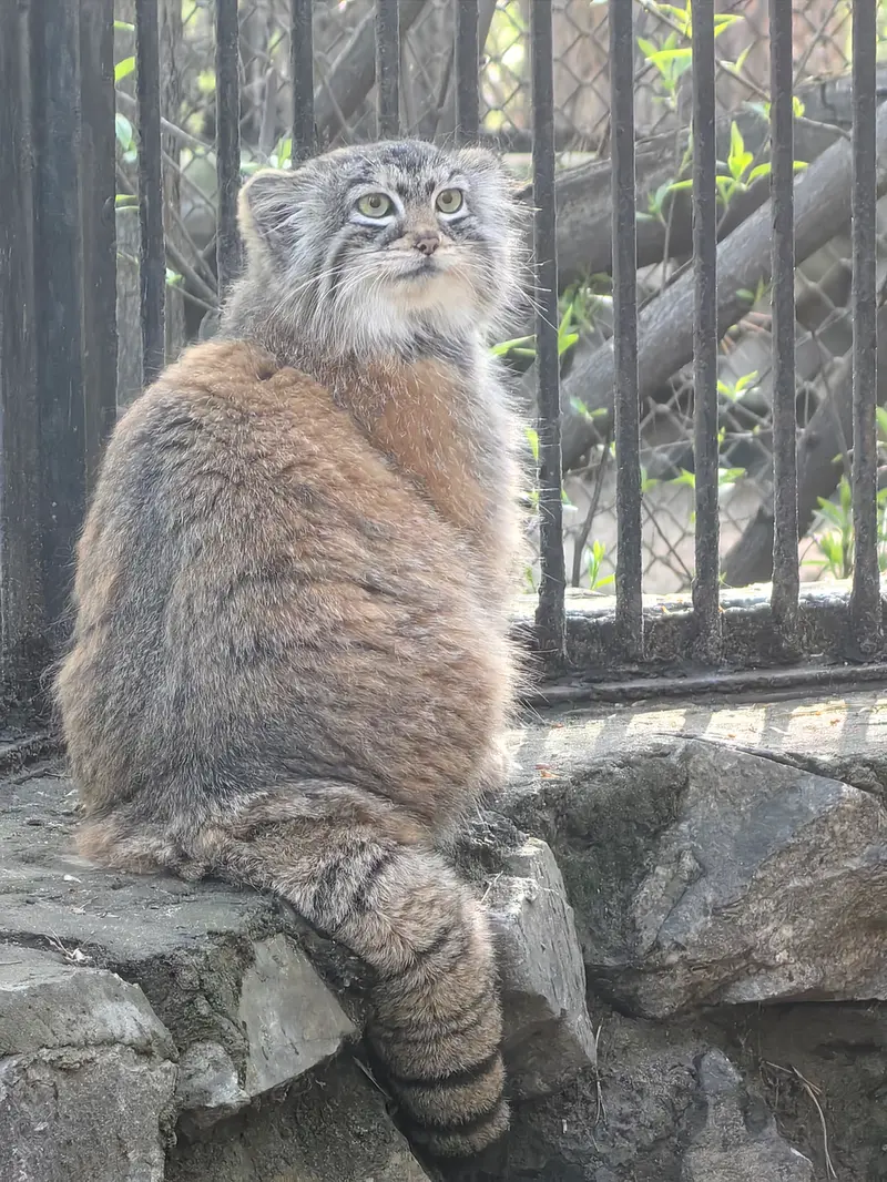 ノヴォシビルスク動物園のアーニャの写真