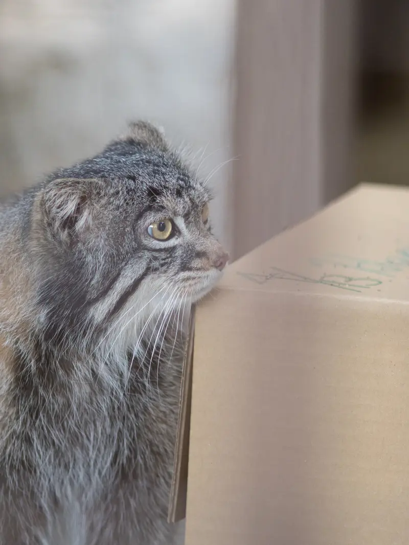 野毛山動物園のフィーガの写真
