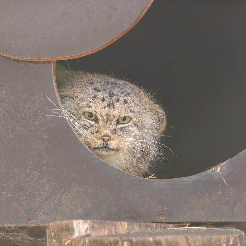 コシツェ動物園のアラニの写真