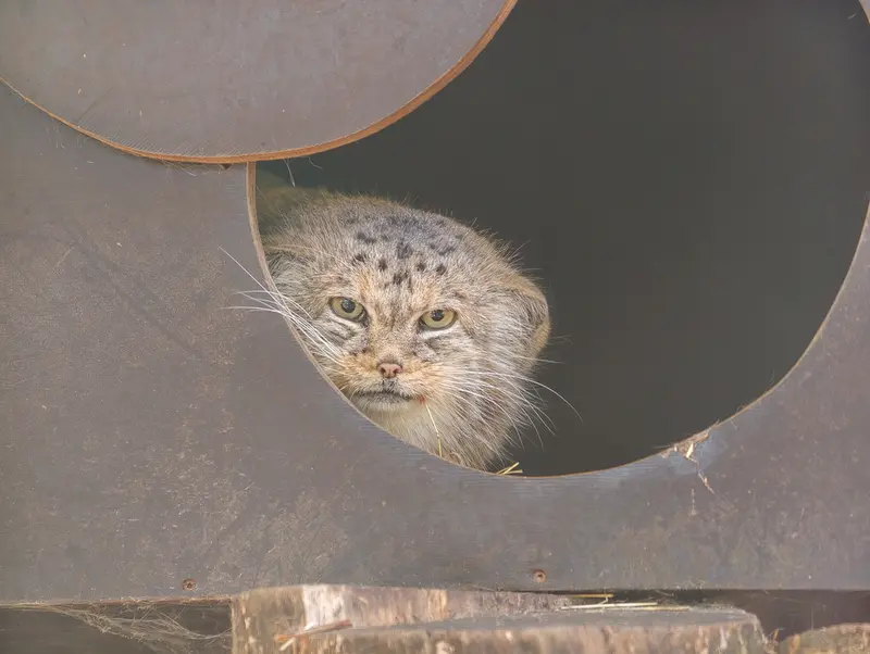 コシツェ動物園のアラニの写真