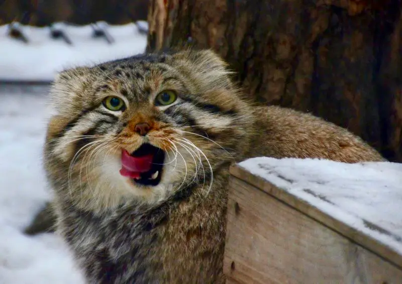 ノヴォシビルスク動物園のゼレノゴルスクの写真