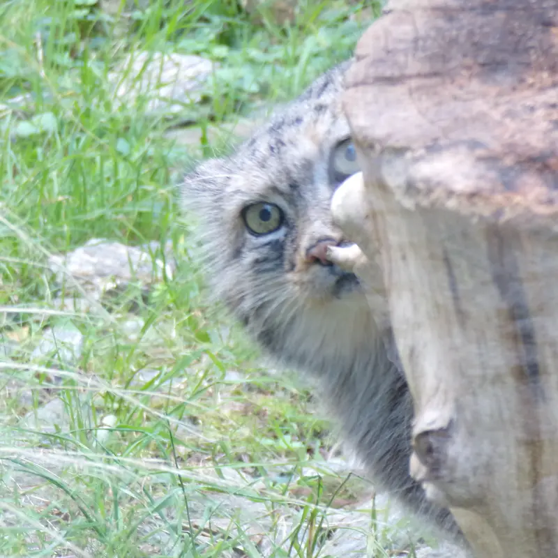ヴロツワフ動物園のザリナの写真