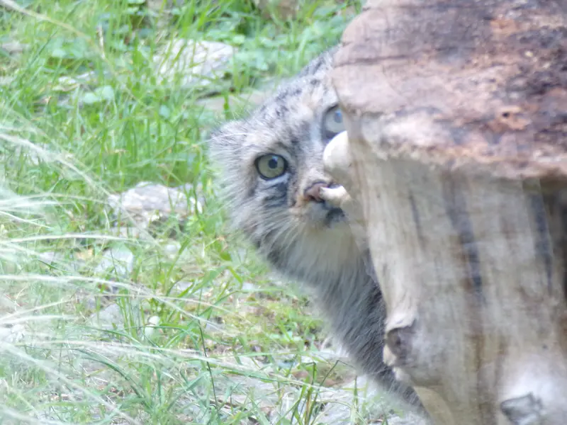 ヴロツワフ動物園のザリナの写真