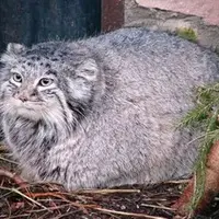 マヌルネコの写真