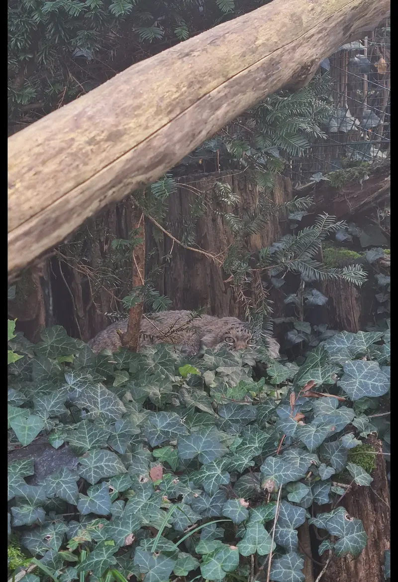 マヌルネコの写真