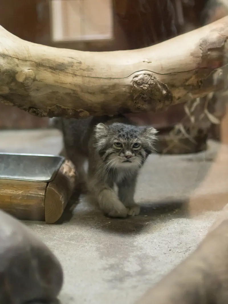 恩賜上野動物園のクリョンの写真