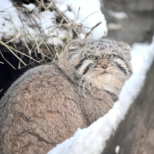 ノヴォシビルスク動物園のフヴォスチクの写真