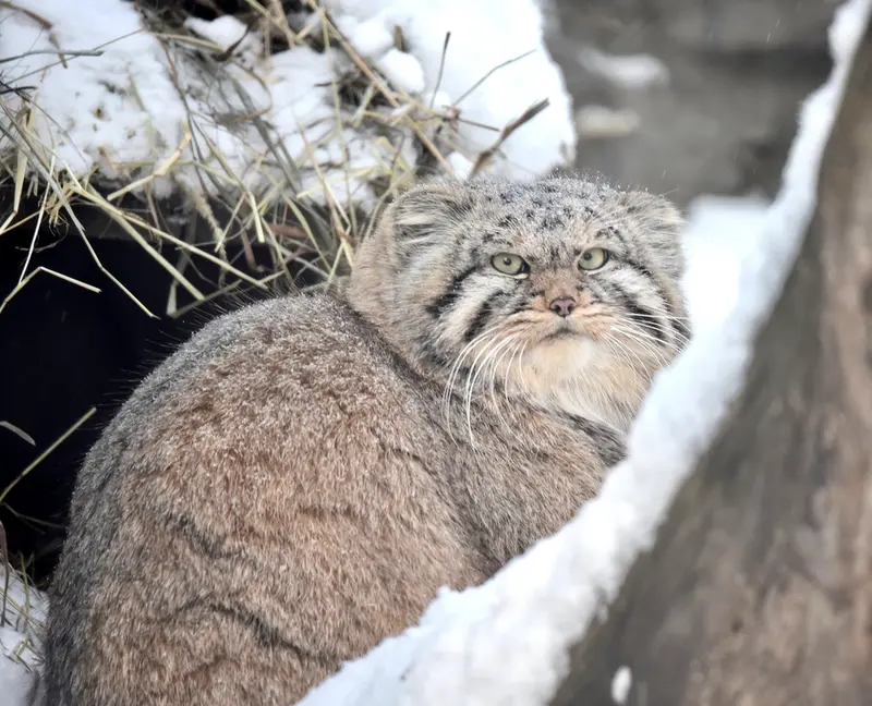 ノヴォシビルスク動物園のフヴォスチクの写真