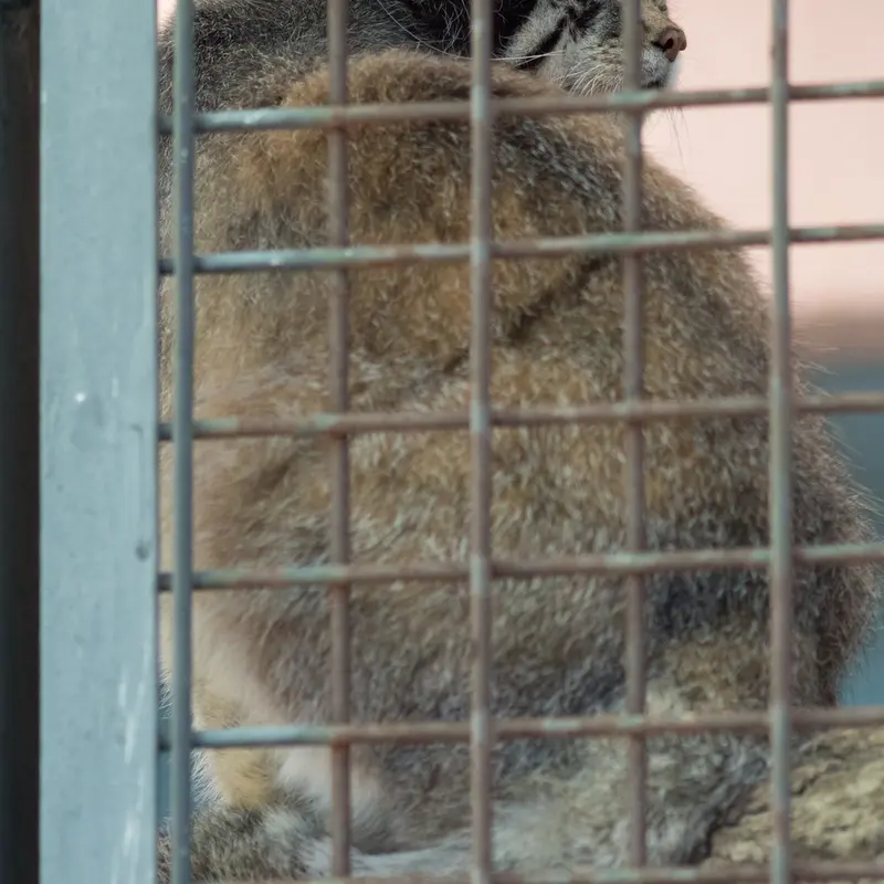神戸市立王子動物園のイーリスの写真