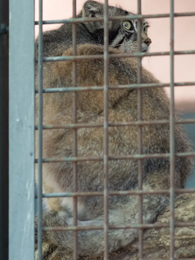 神戸市立王子動物園のイーリスの写真