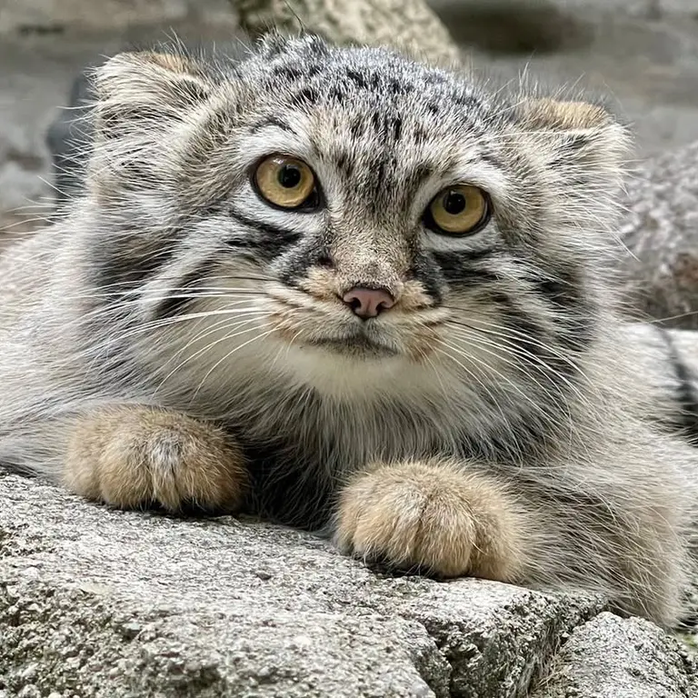 コロンバス動物園・水族館のルースターの写真