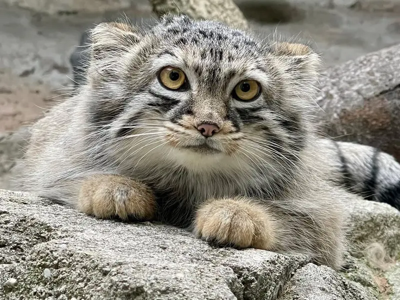 コロンバス動物園・水族館のルースターの写真