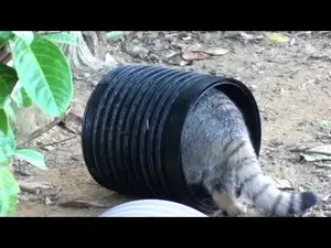 ビッグ・キャット・サンクチュアリのシヴァ、トゥーラとアドゥヴァの動画