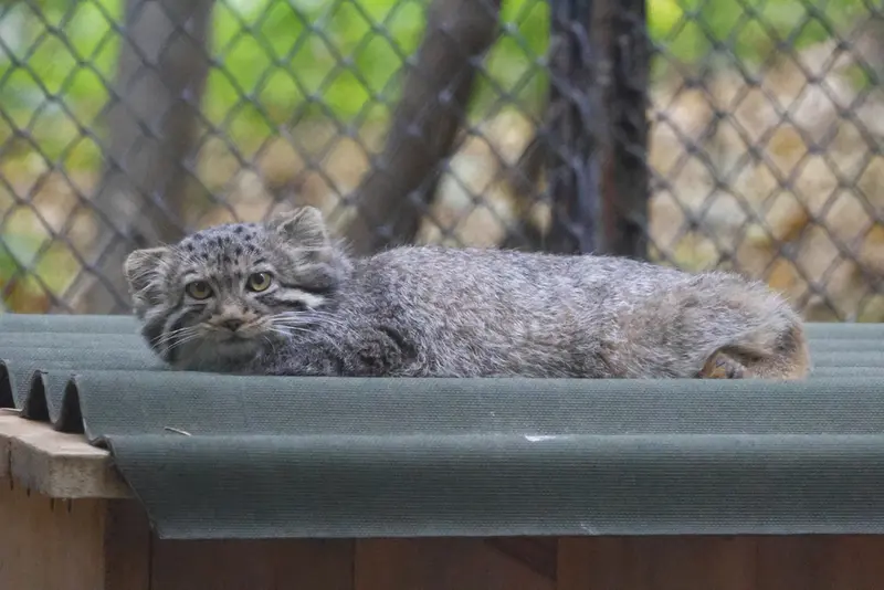 ノヴォシビルスク動物園のマヌルネコの写真