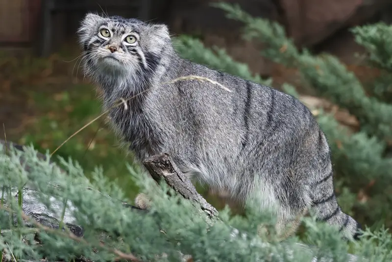 モスクワ動物園のティモフェイの写真