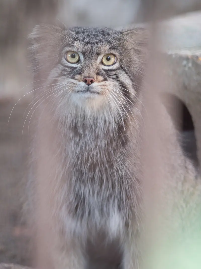 野毛山動物園のフィーガの写真