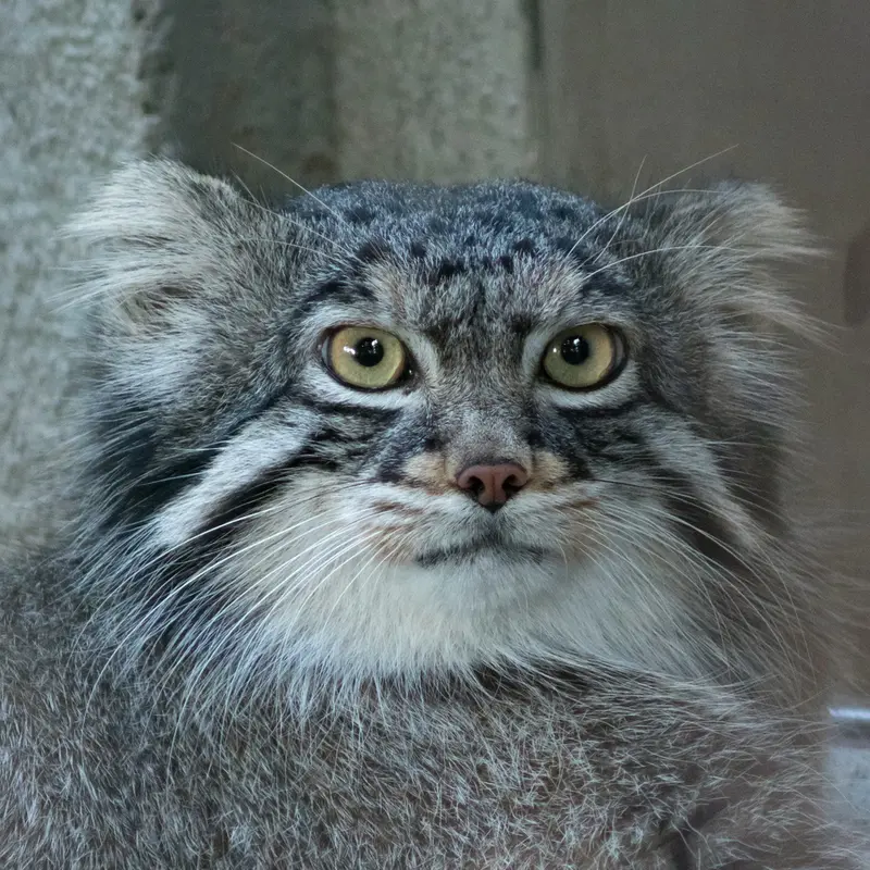 野毛山動物園のマヌルネコのフィーガ