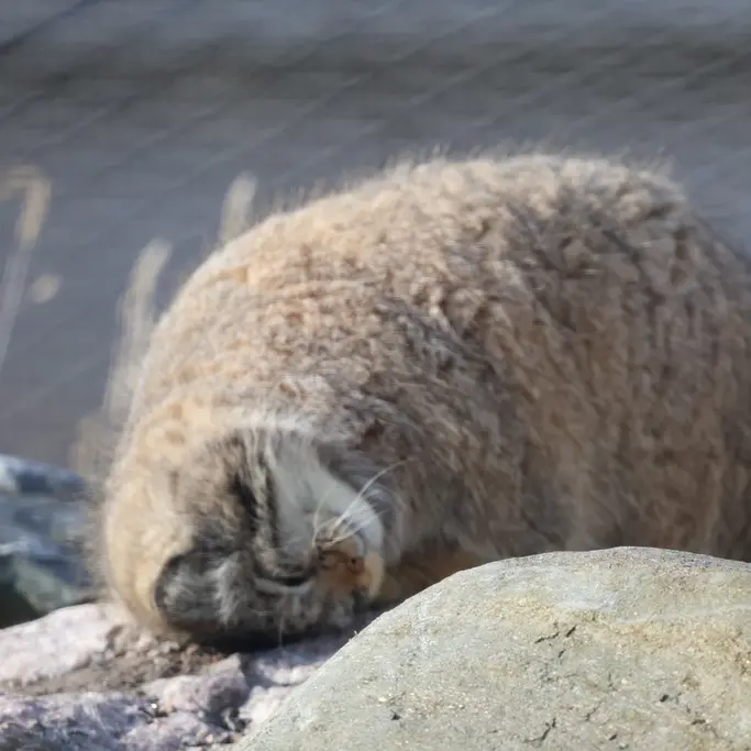 コルケアサーリ動物園のミミの写真