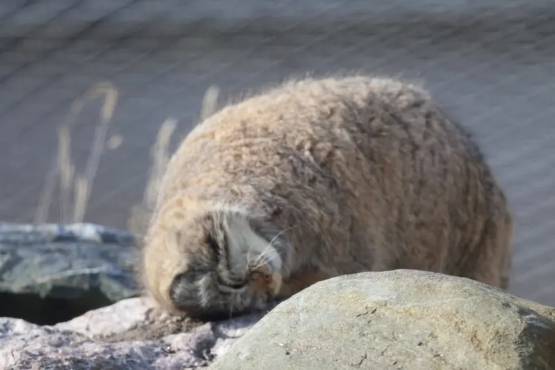 コルケアサーリ動物園のミミの写真
