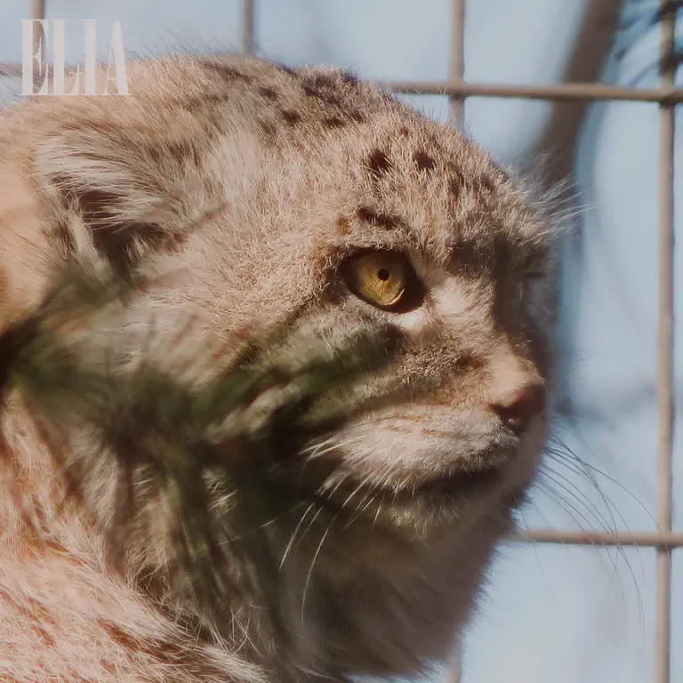 カルガリー動物園 / ワイルダー研究所のオラフの写真