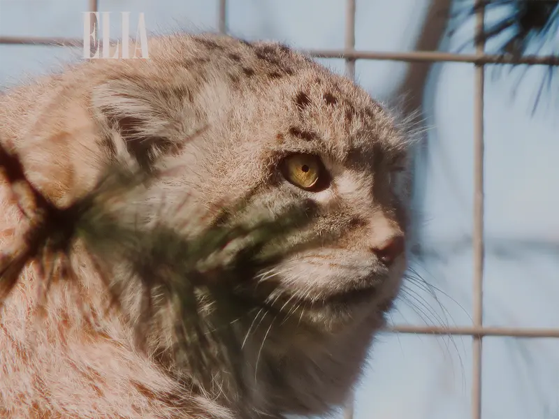 カルガリー動物園 / ワイルダー研究所のオラフの写真