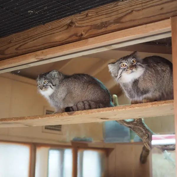 埼玉県こども動物自然公園のオリーヴァとプリームラの写真