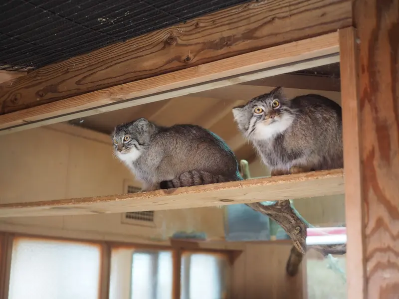 埼玉県こども動物自然公園のオリーヴァとプリームラの写真
