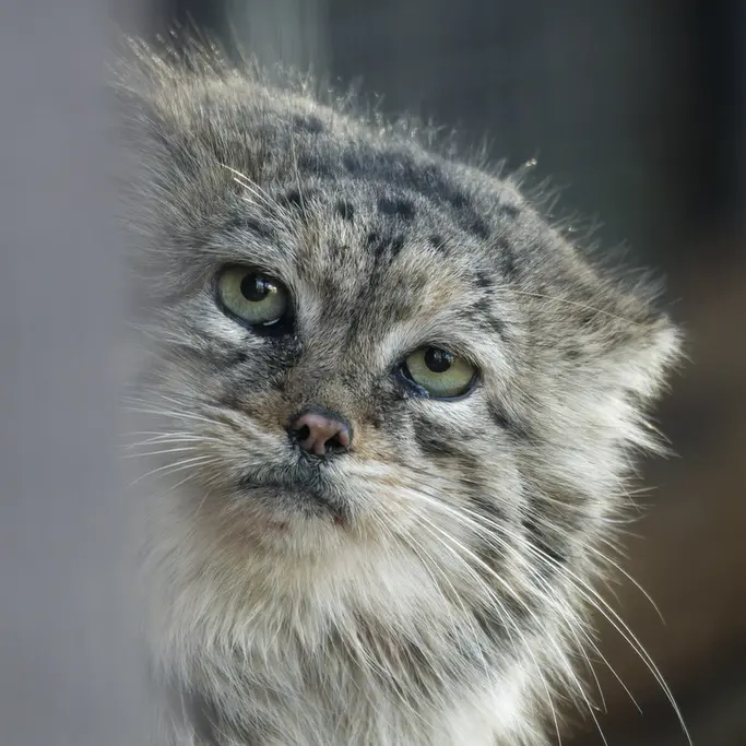 ブルノ動物園のチョゴリの写真
