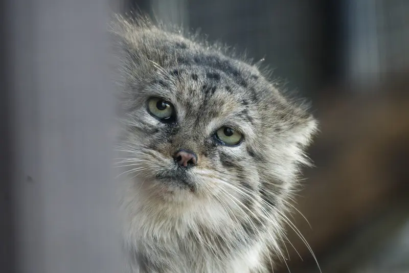ブルノ動物園のチョゴリの写真