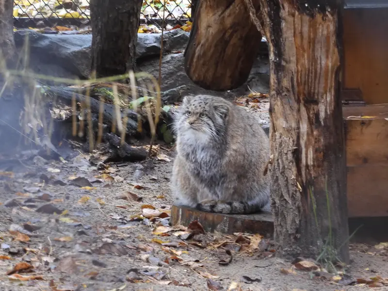 ノヴォシビルスク動物園のミアの写真