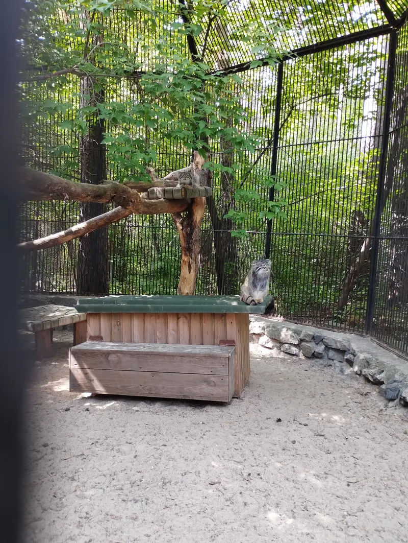 ノヴォシビルスク動物園のマヌルネコの写真