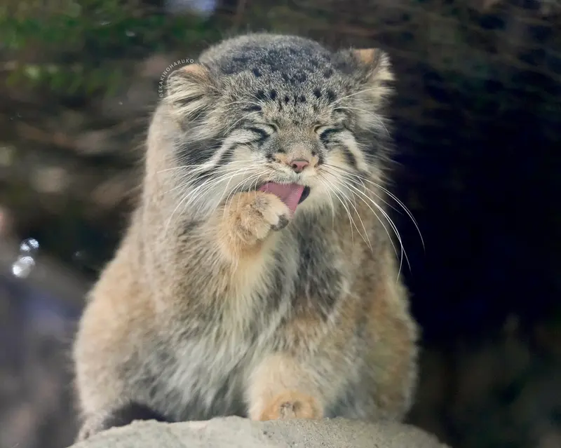 神戸どうぶつ王国のオトの写真